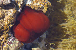 Imagem de Actinia mediterranea Schmidt 1971