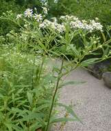 Imagem de Doellingeria umbellata (Mill.) Nees