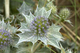 Eryngium maritimum L. resmi