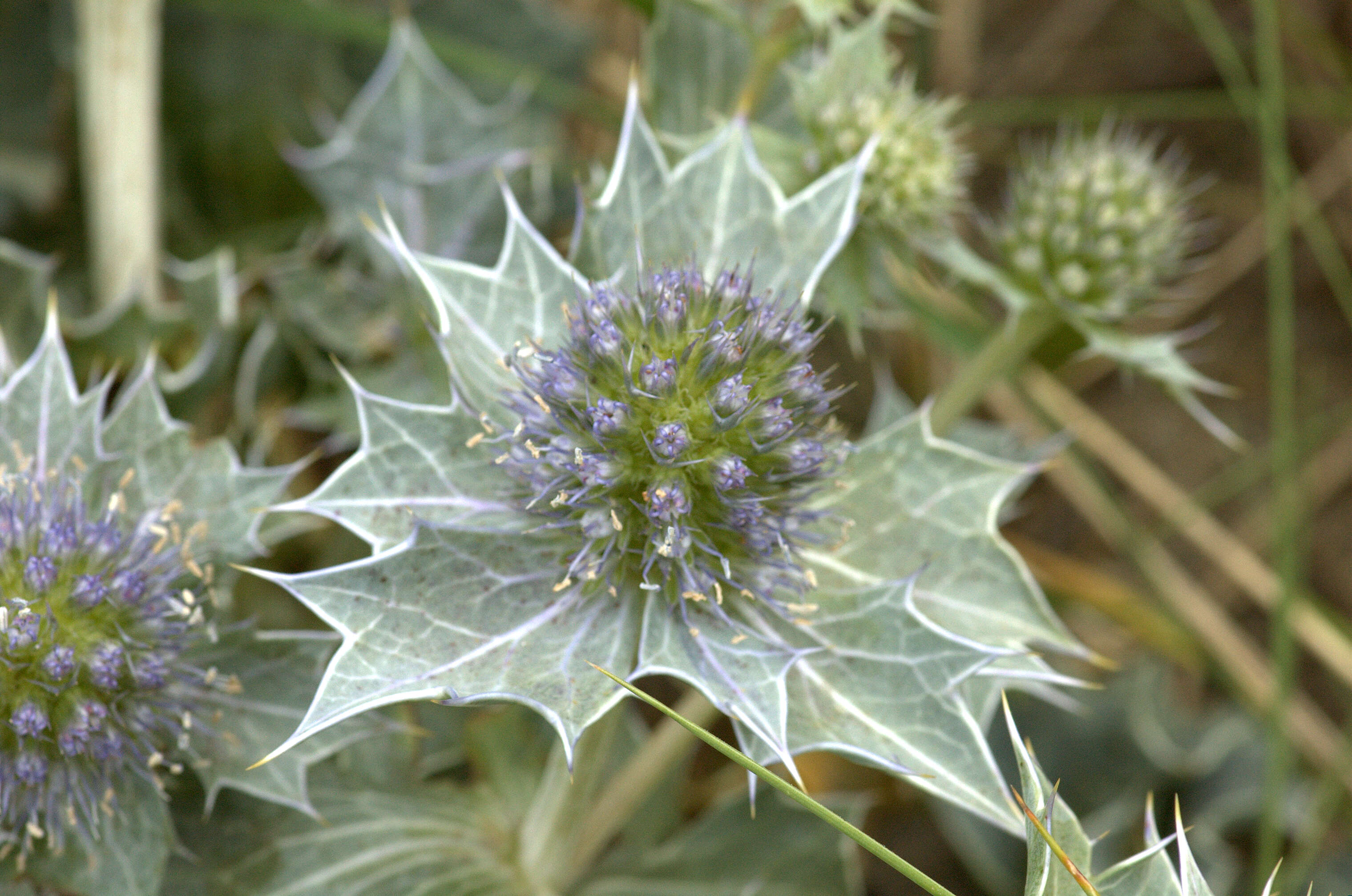 Imagem de Eryngium maritimum L.