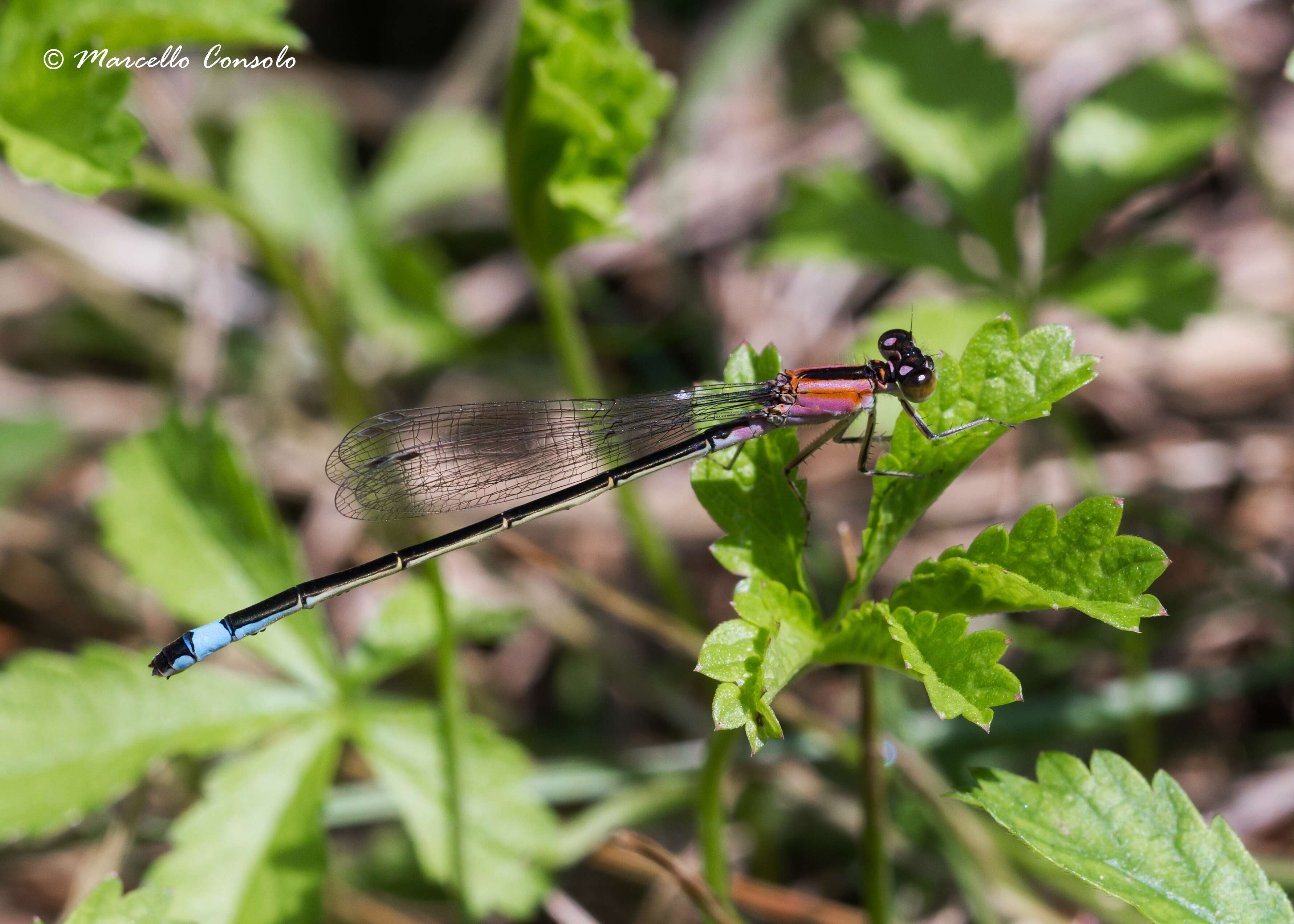 Image of Common Bluetail