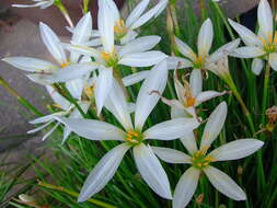 Imagem de Zephyranthes candida (Lindl.) Herb.