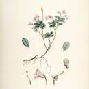 Image de Rhododendron pumilum Hook. fil.