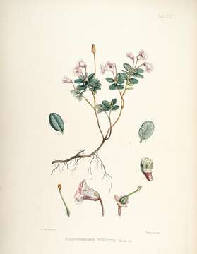 Image of Rhododendron pumilum Hook. fil.