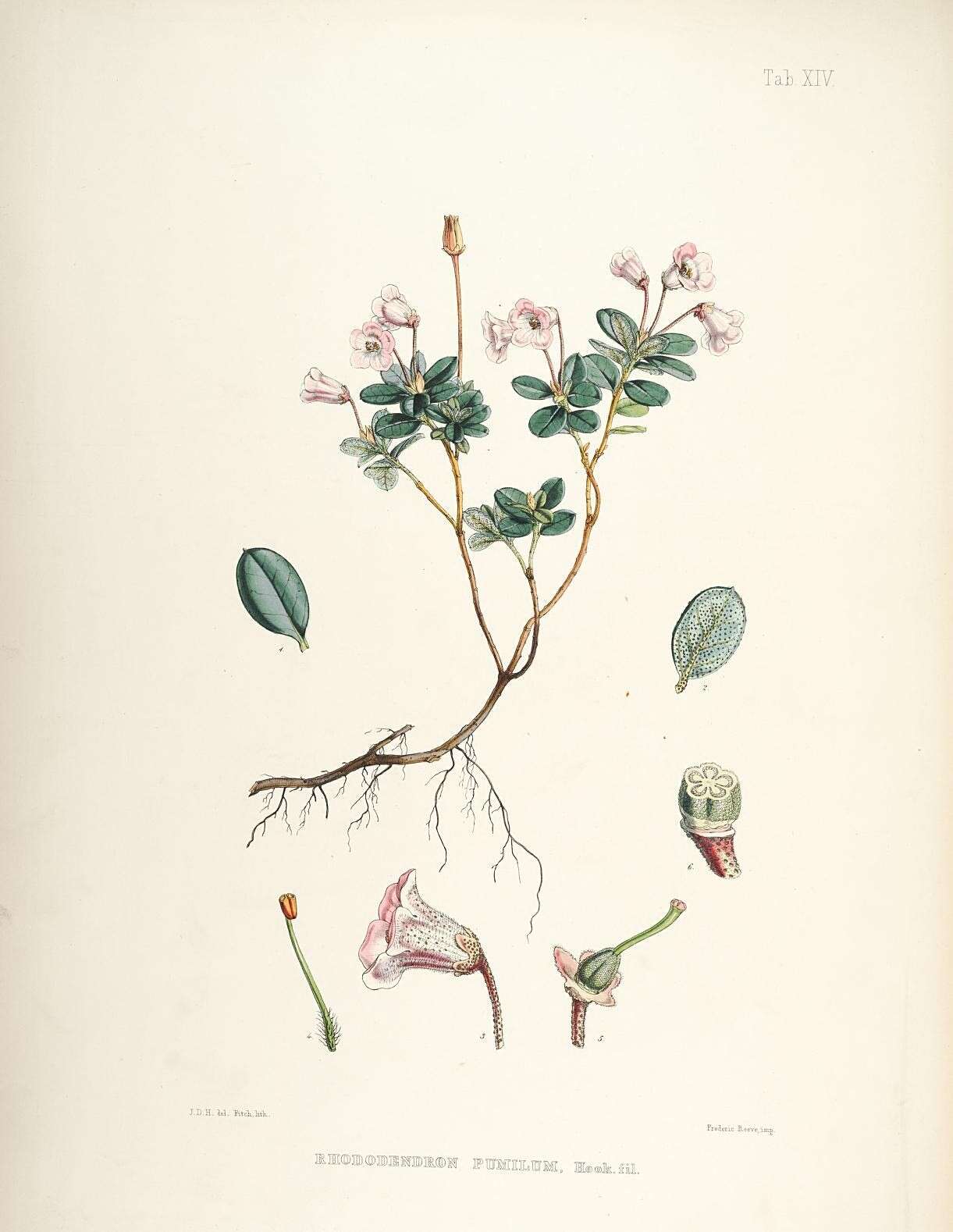Image of Rhododendron pumilum Hook. fil.