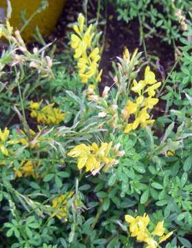 صورة Genista maderensis (Webb & Berthel.) Lowe