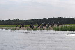 Image of pelicans