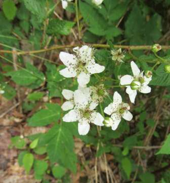 Image of Allegheny blackberry