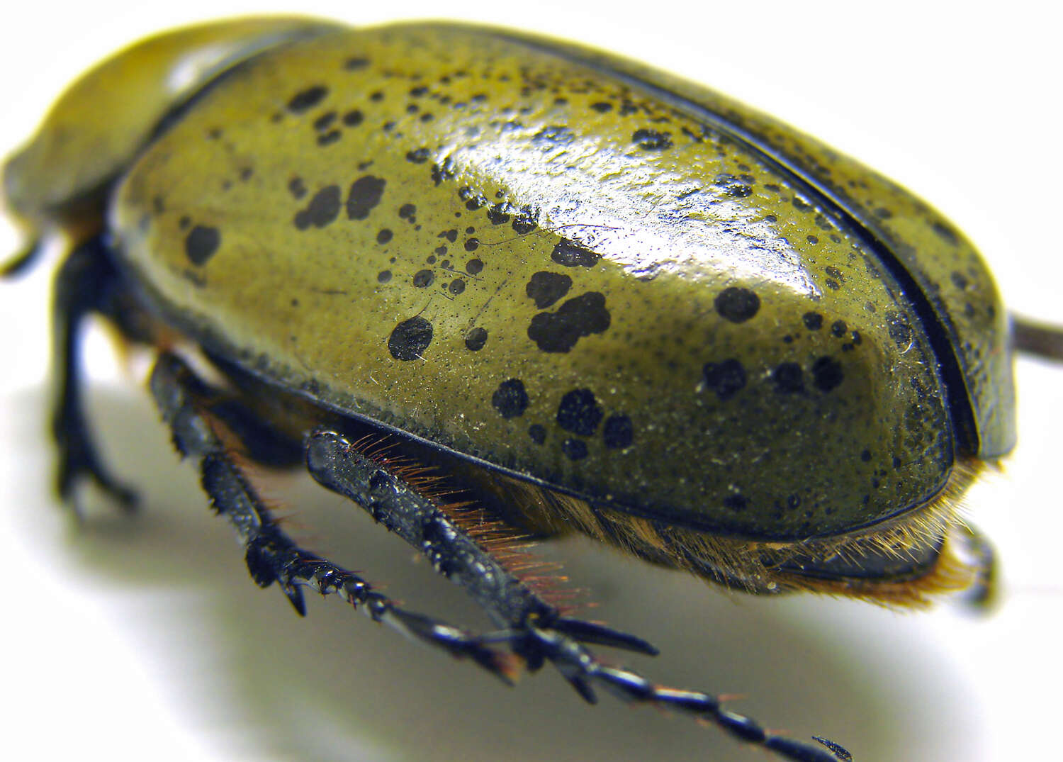 Image of Hercules Beetles