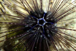 Image of Acroechinoidea Smith 1981