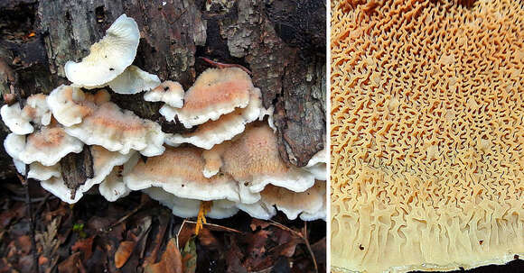 Image of Phlebia tremellosa (Schrad.) Nakasone & Burds. 1984