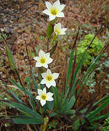 Image of Sisyrinchium cuspidatum Poepp.