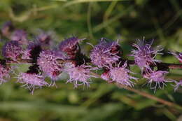 Imagem de Liatris aspera Michx.