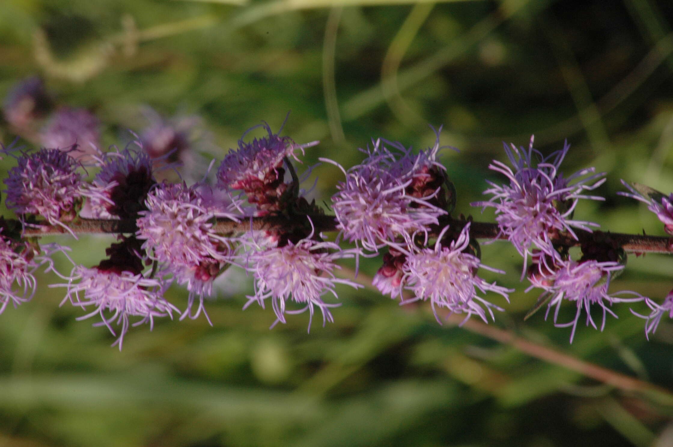 Слика од Liatris aspera Michx.