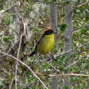 Image of Rufous-naped Brush Finch