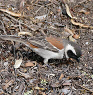 Image of Cape Sparrow