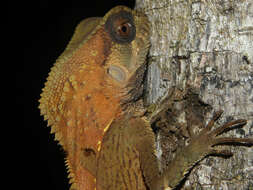 Image of helmet lizards