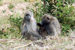 Image of Baboon