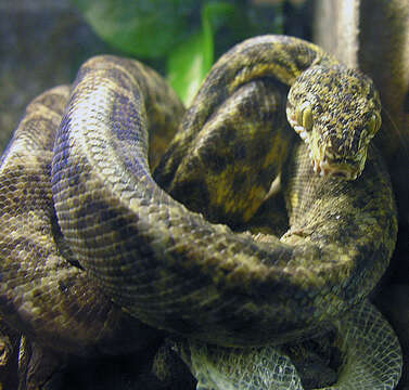 Image of Amazon Tree Boa