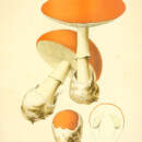 Image of Caesar's Mushroom
