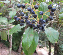 Image de Viburnum costaricanum (Oerst.) Hemsl.