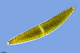 Image of Closterium lunula