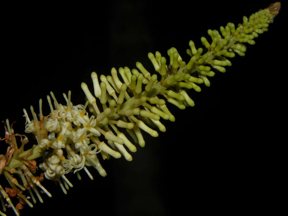 Image of Panopsis