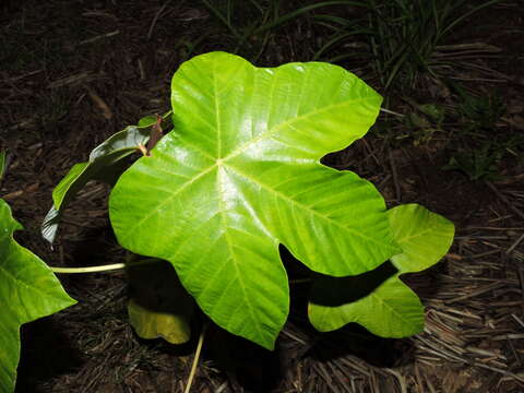 Cecropia insignis Liebm.的圖片