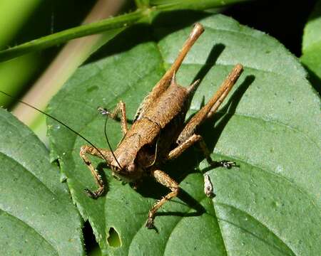 Image of dark bush-cricket