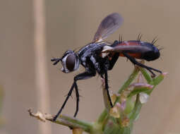 Plancia ëd Cylindromyia auriceps (Meigen 1838)