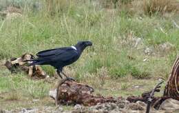 Image of White-necked Raven