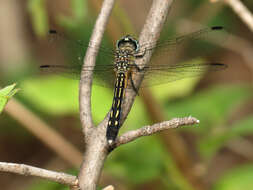 Image of Blue Dasher