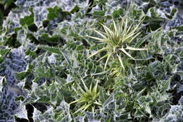 Image of Milk thistle