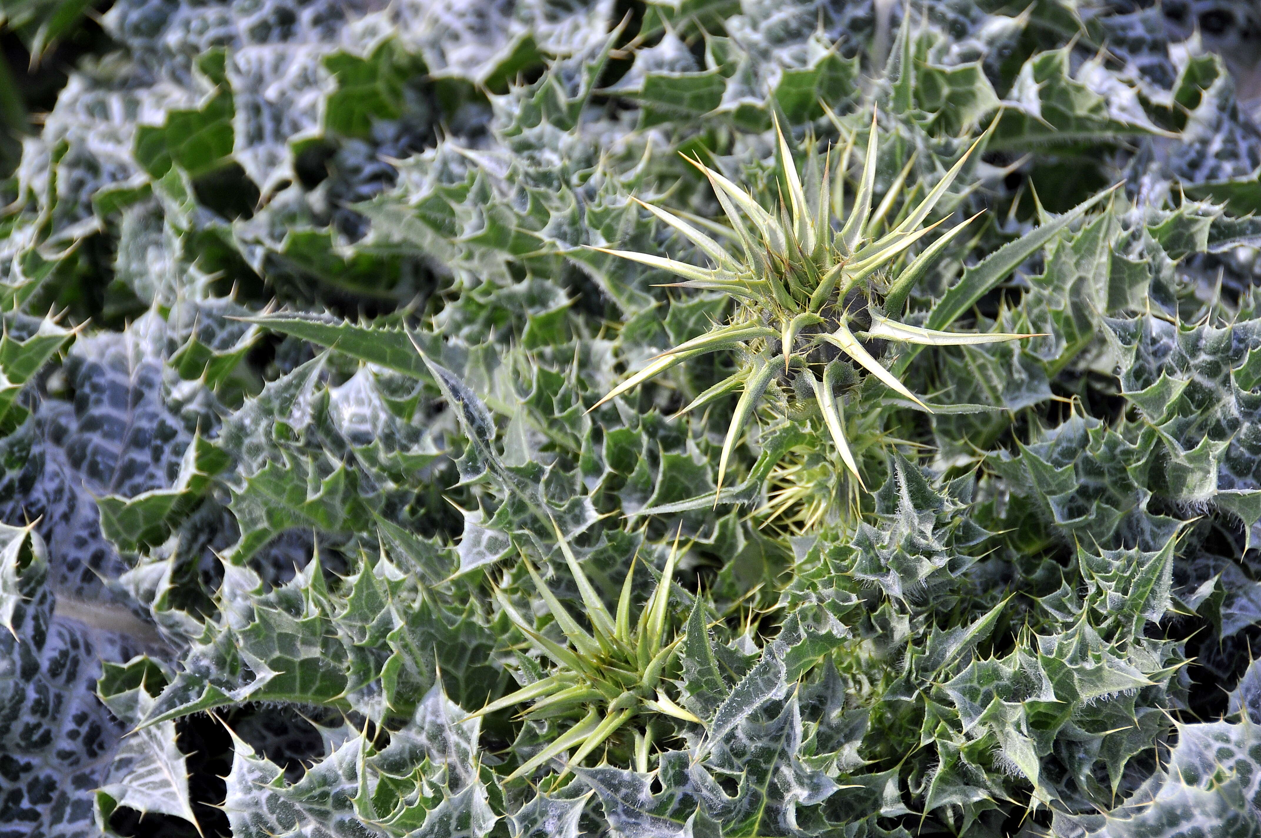 Image of Milk thistle