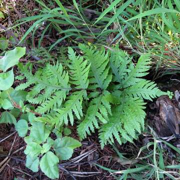 Image of Gaudichaud's halberd fern