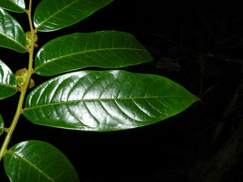 Image of Guatteria pudica N. Zamora & Maas