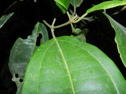 Image of Miconia hondurensis Donn. Sm.