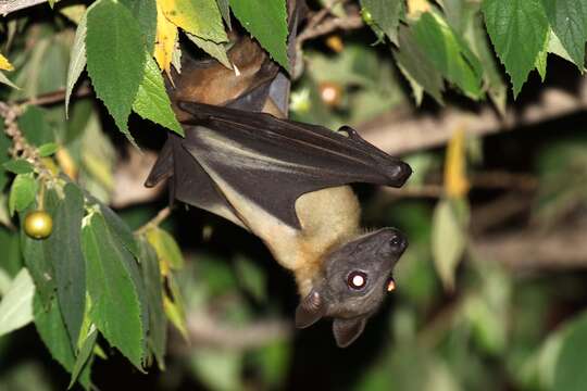 Image of Straw-coloured Fruit Bats