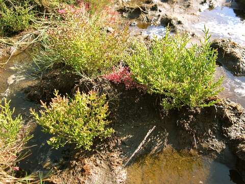 Image of Salicornia europaea subsp. europaea