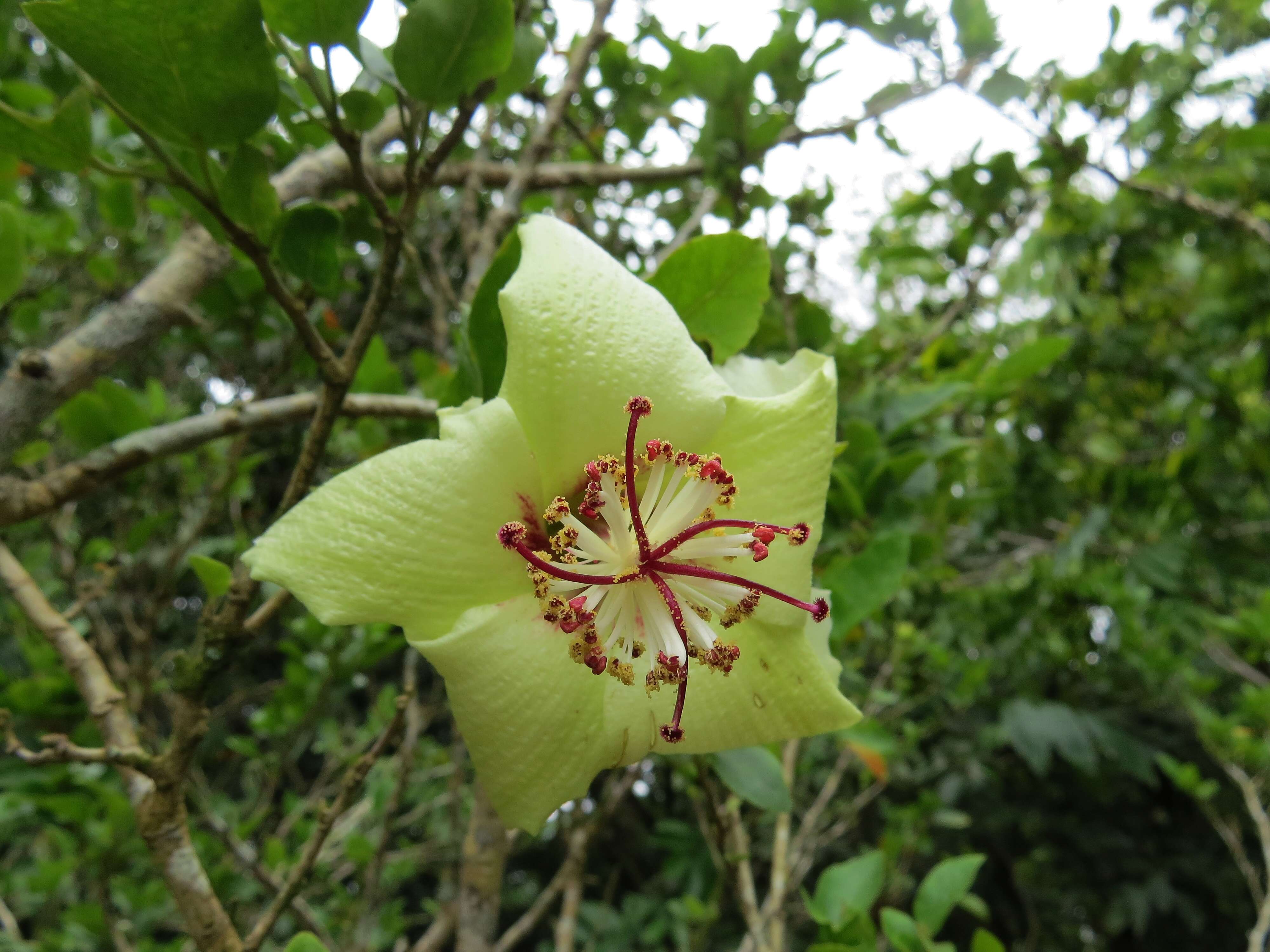 Image of Philip Island hibiscus