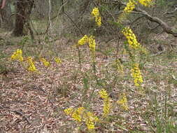 Image of Acacia uncinata Lindl.