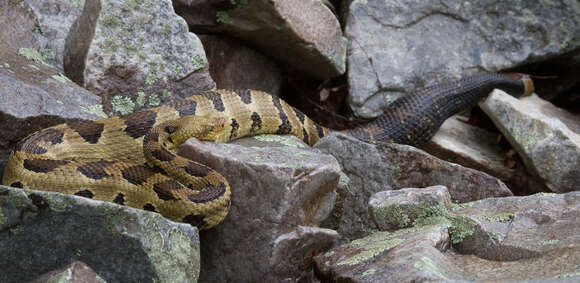 Image of Timber Rattlesnake