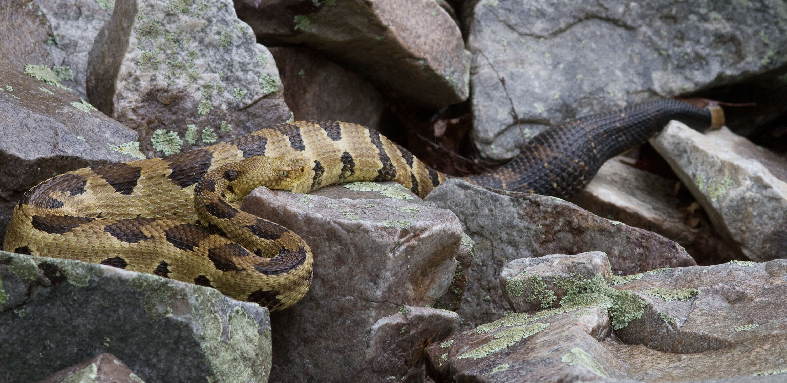 Imagem de Crotalus Linnaeus 1758