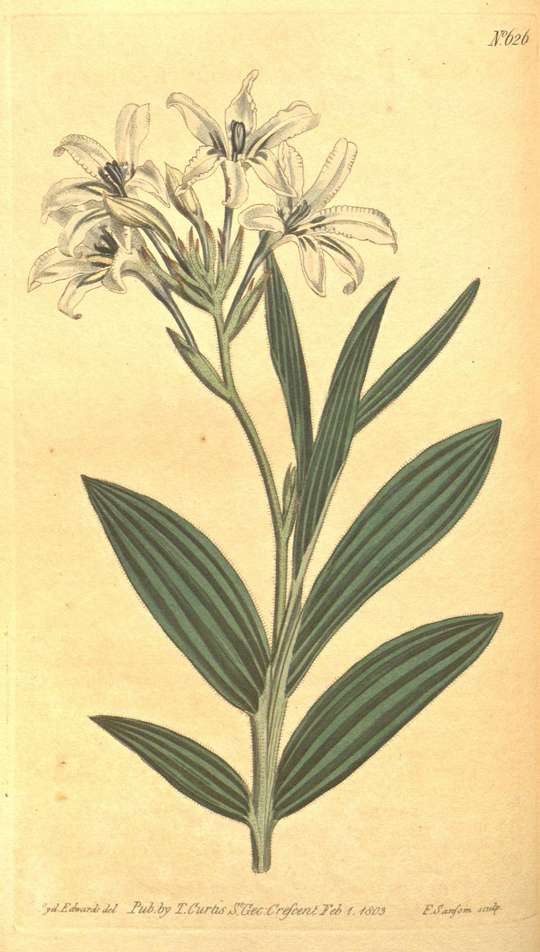 Image of Babiana fragrans (Jacq.) Steud.