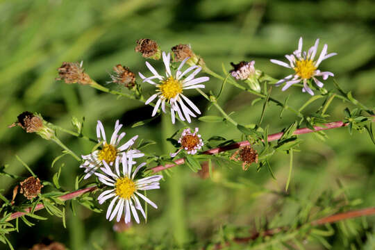 Image of rice button aster