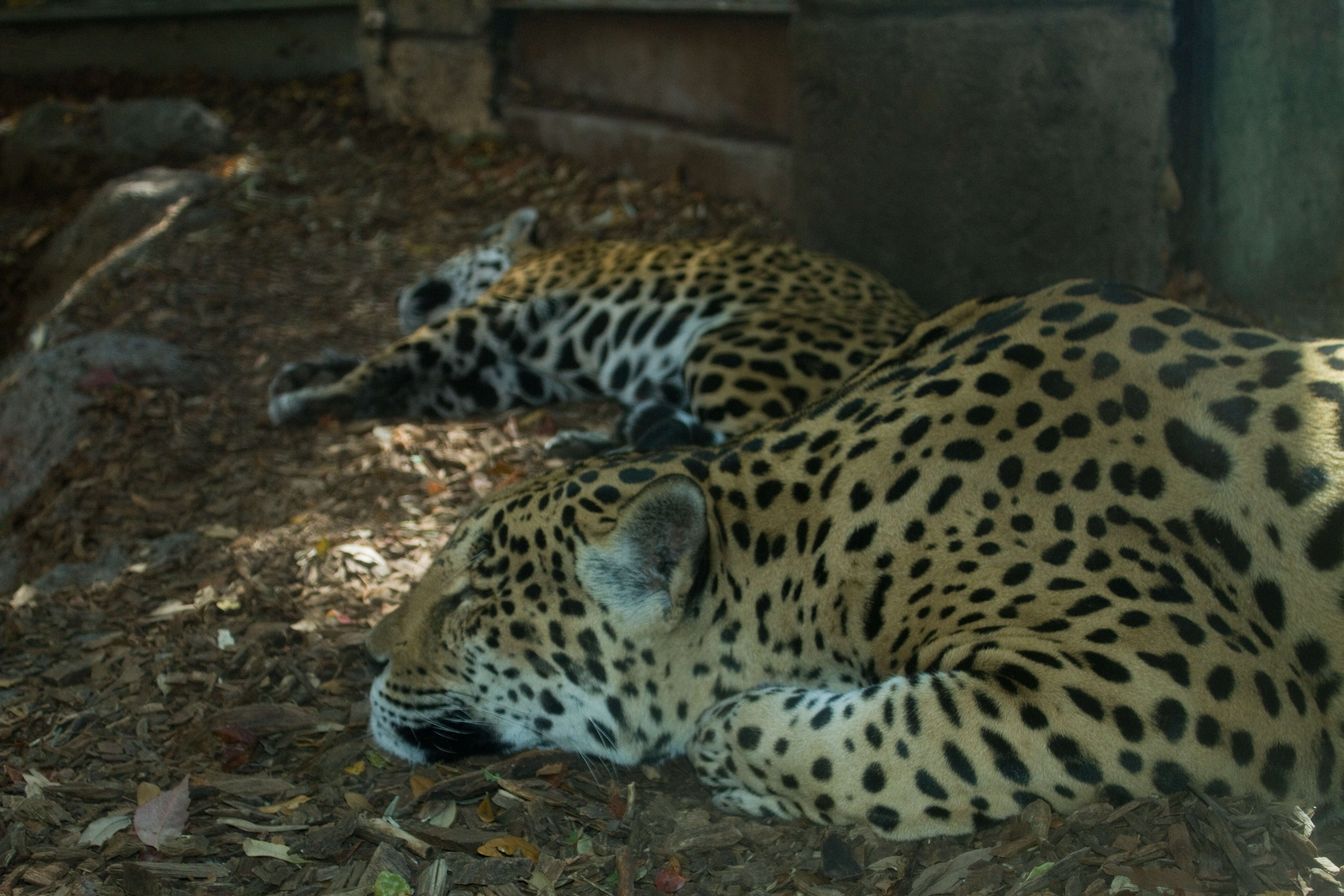 Image of Jaguar