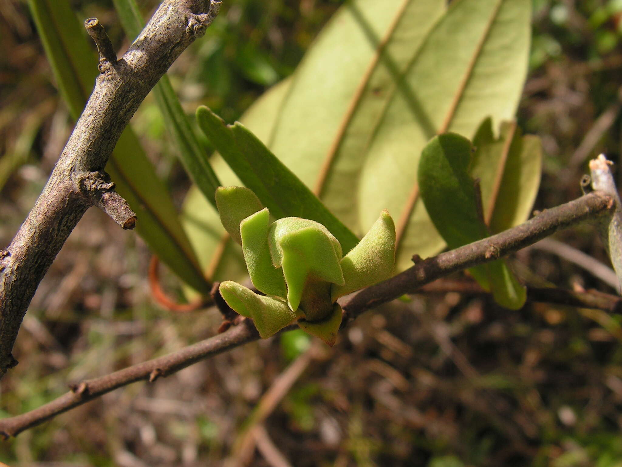 Image of guatteria