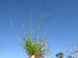 Image of Anthosachne scabra (R. Br.) Nevski