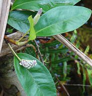 Image of Anthurium obtusum (Engl.) Grayum