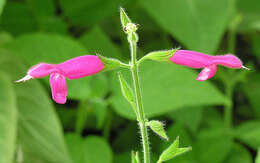 Image of Salvia dorisiana Standl.